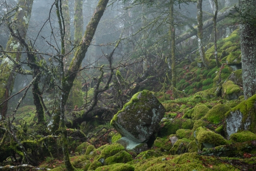 Frederic Demeuse WALD Photography-Primary forest-5